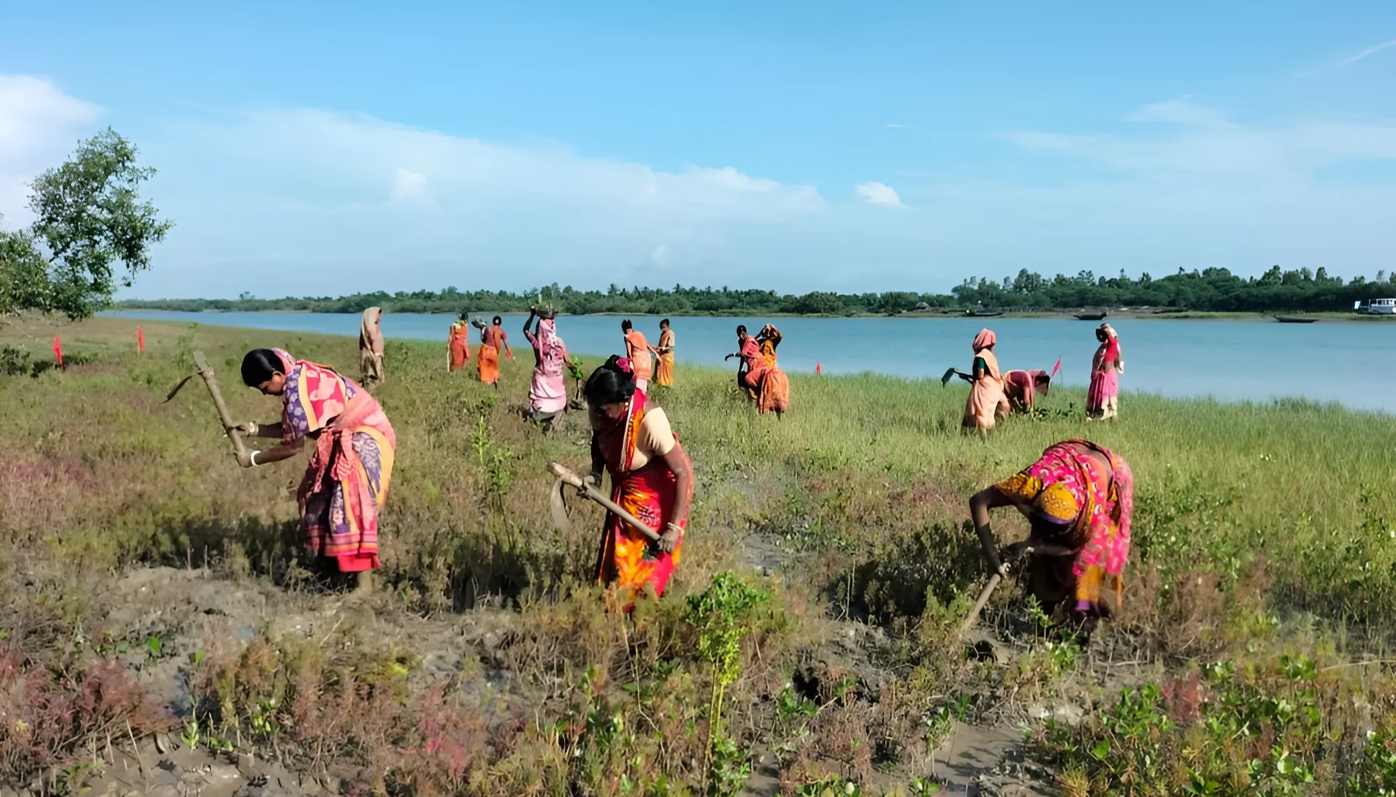 Mangrove Plantation